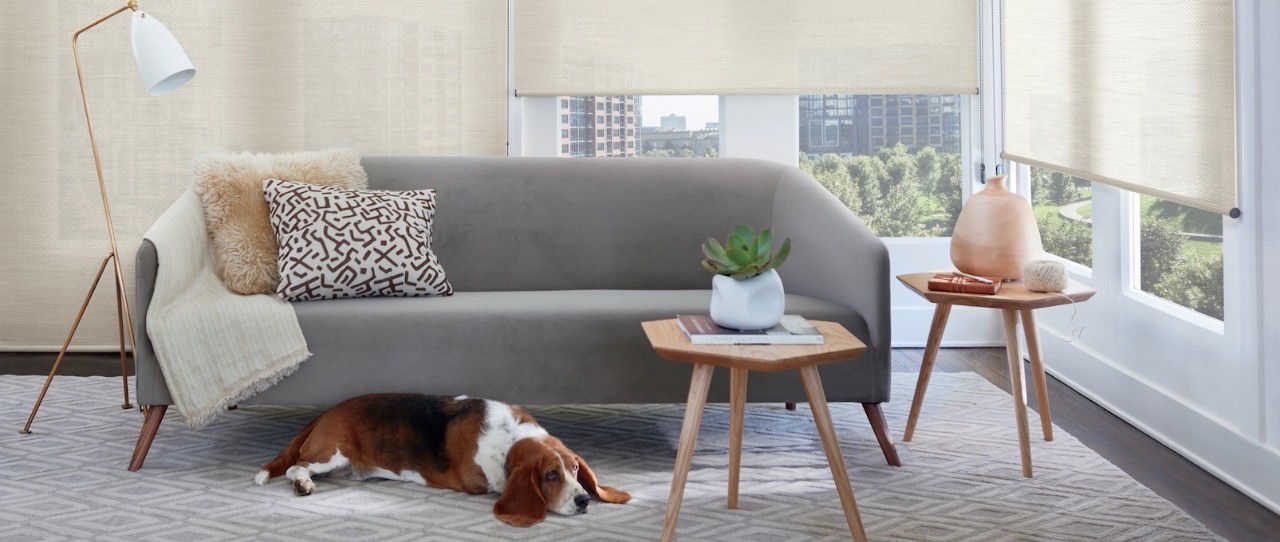 Dog laying in front of grey couch